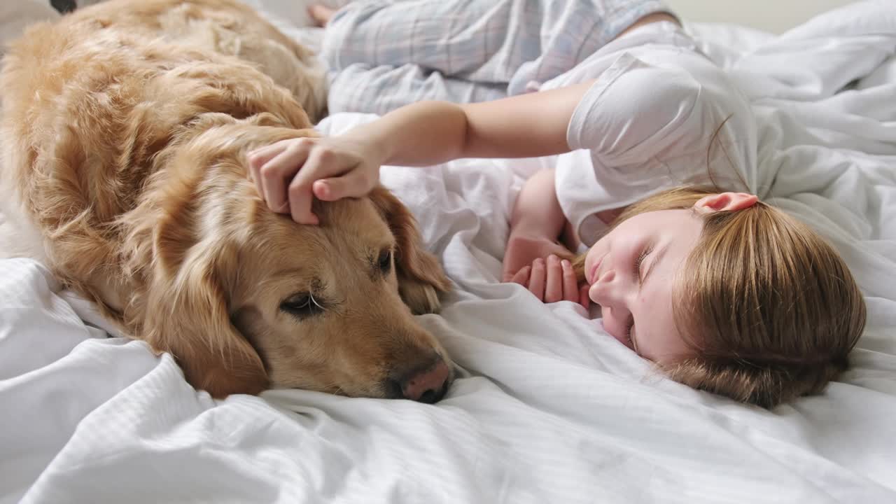 可爱的小女孩抚摸着可爱的金毛猎犬，和可爱的宠物躺在床上视频素材