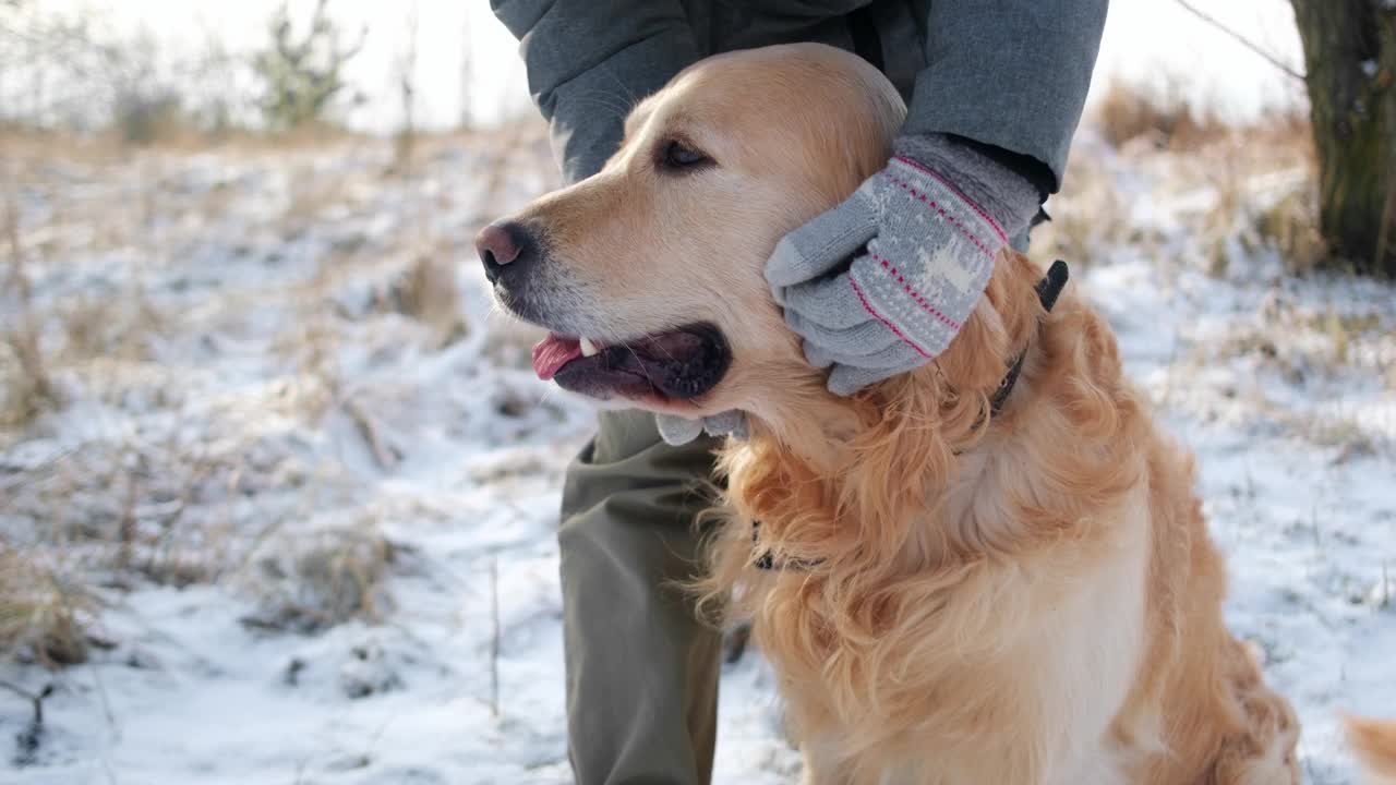 慈爱的主人在冬天散步时抚摸她的狗视频素材