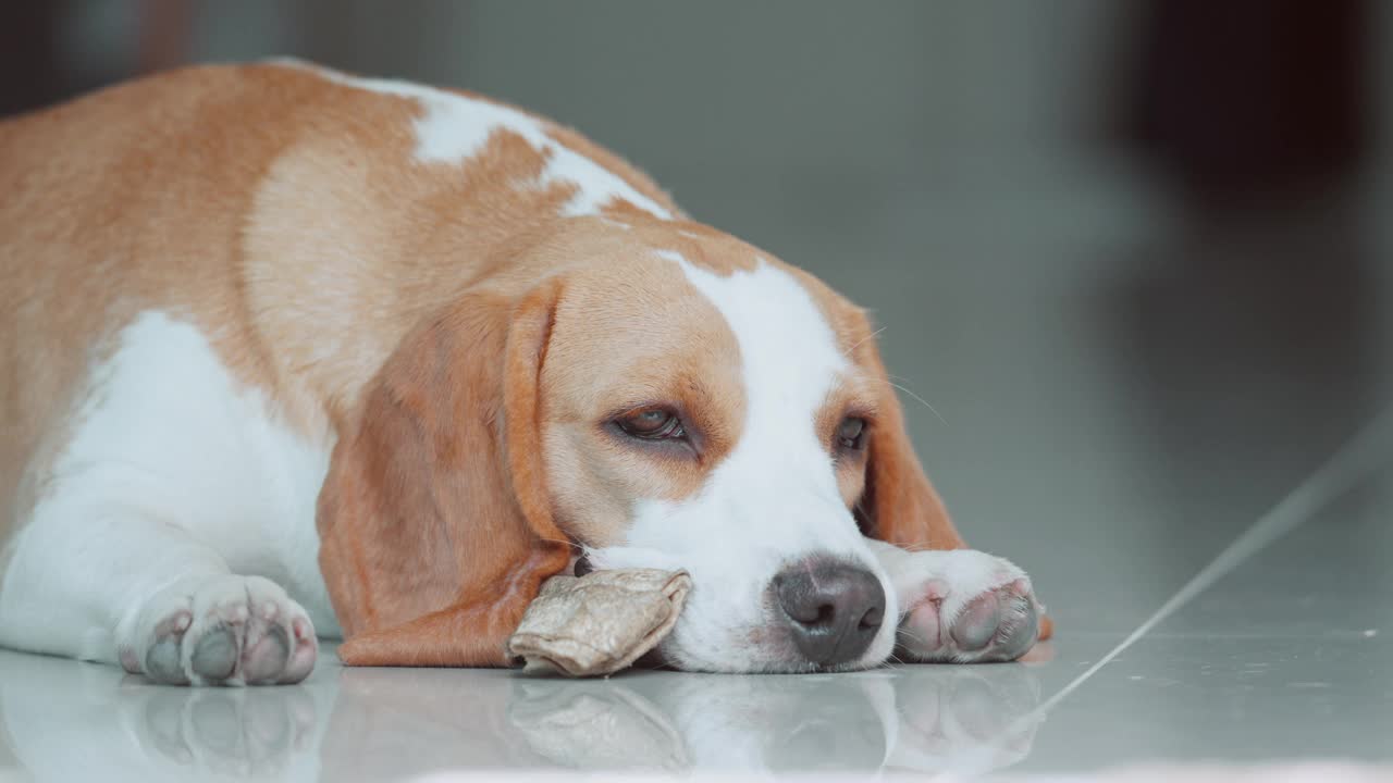 一只可爱的小猎犬小狗睡在房子的地板上。爱狗人士概念视频素材