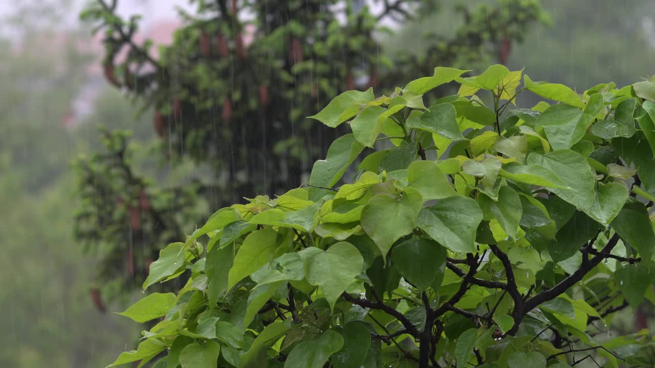 雨水落在一片绿叶上视频素材