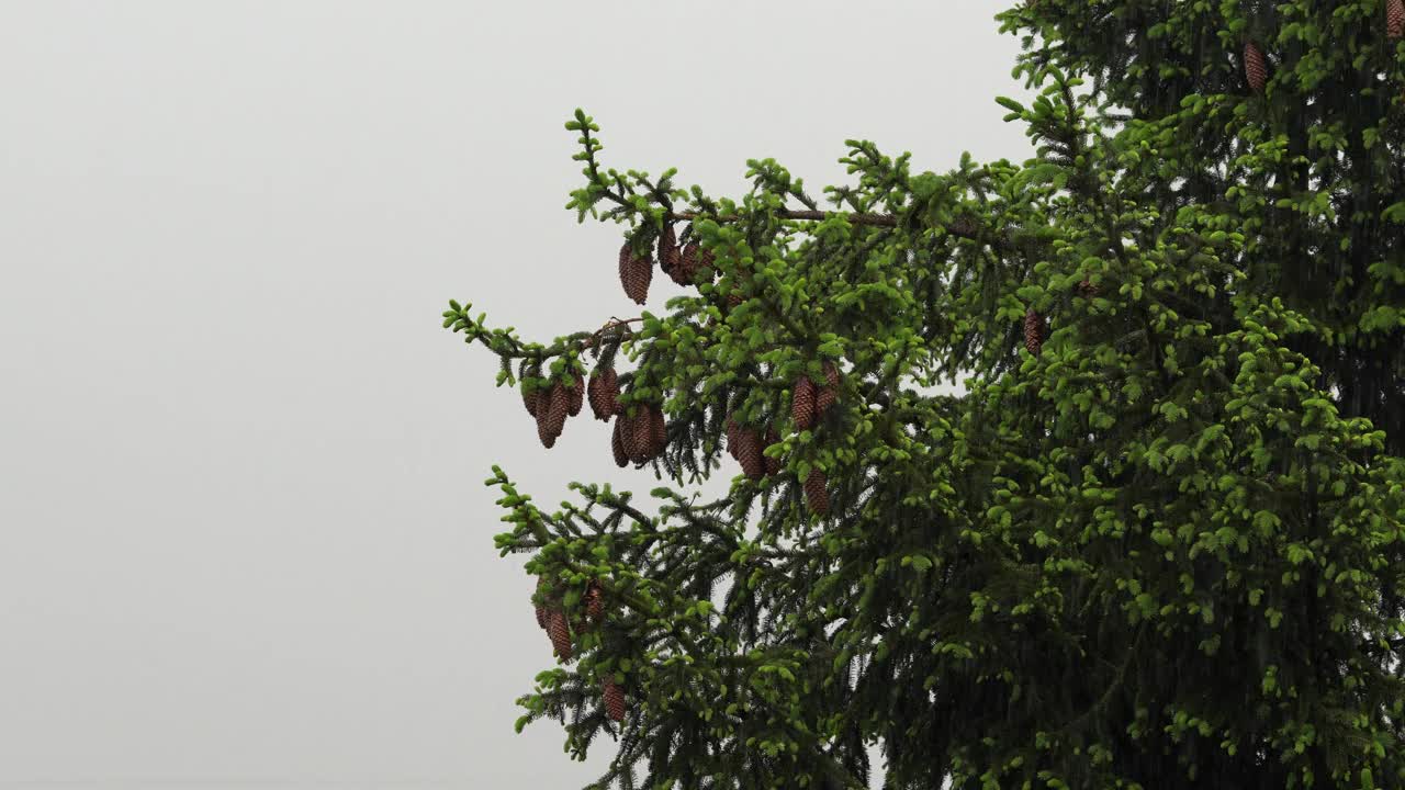 雨中森林里挂在树枝上的松果视频素材