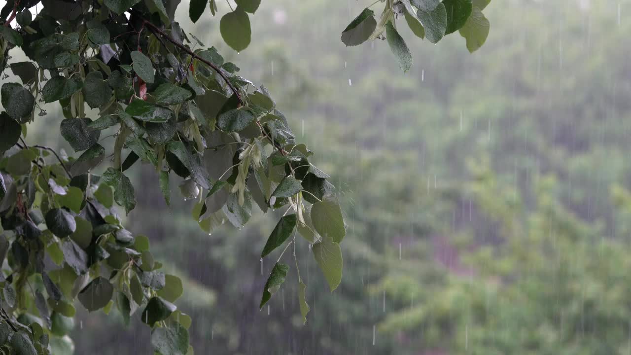 雨水落在一片绿叶上视频素材