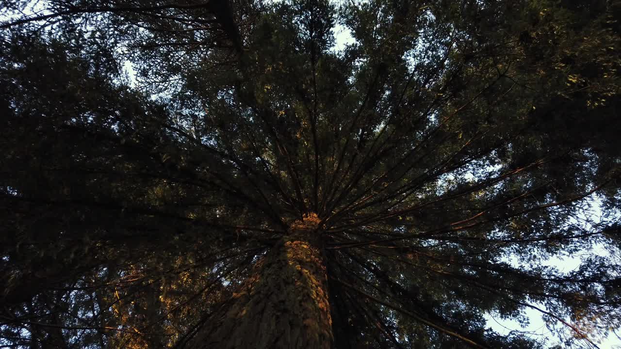 森林里神奇的树木。低角度从树上看。树旋转视频素材