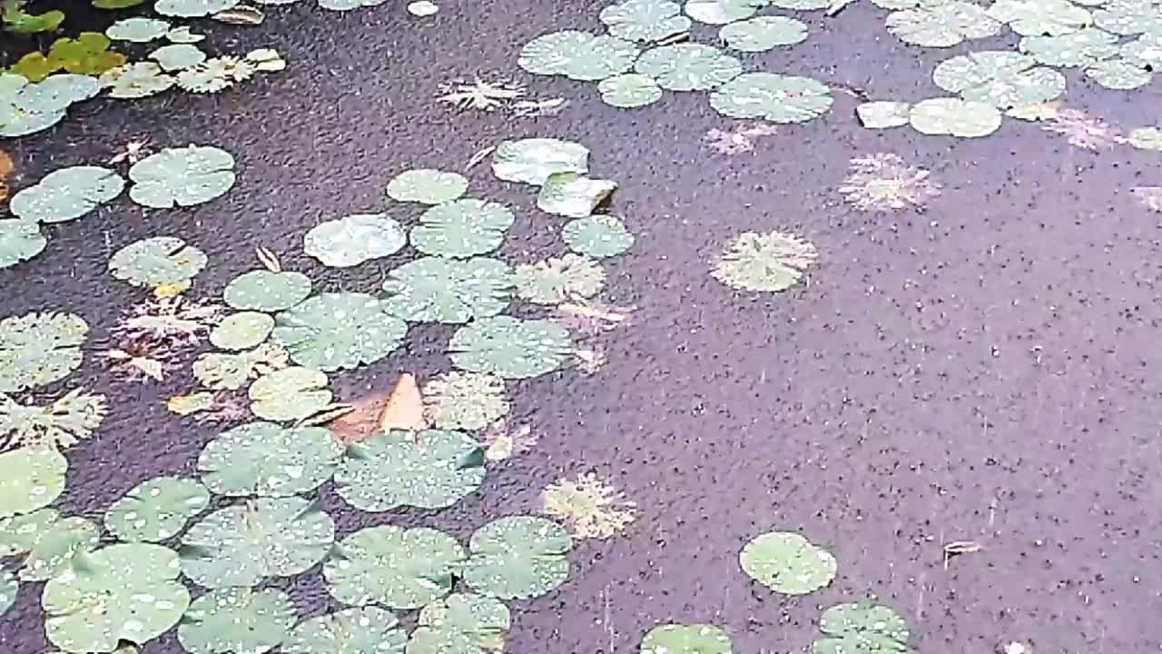 缓慢的运动。雨水落在湖面上视频素材