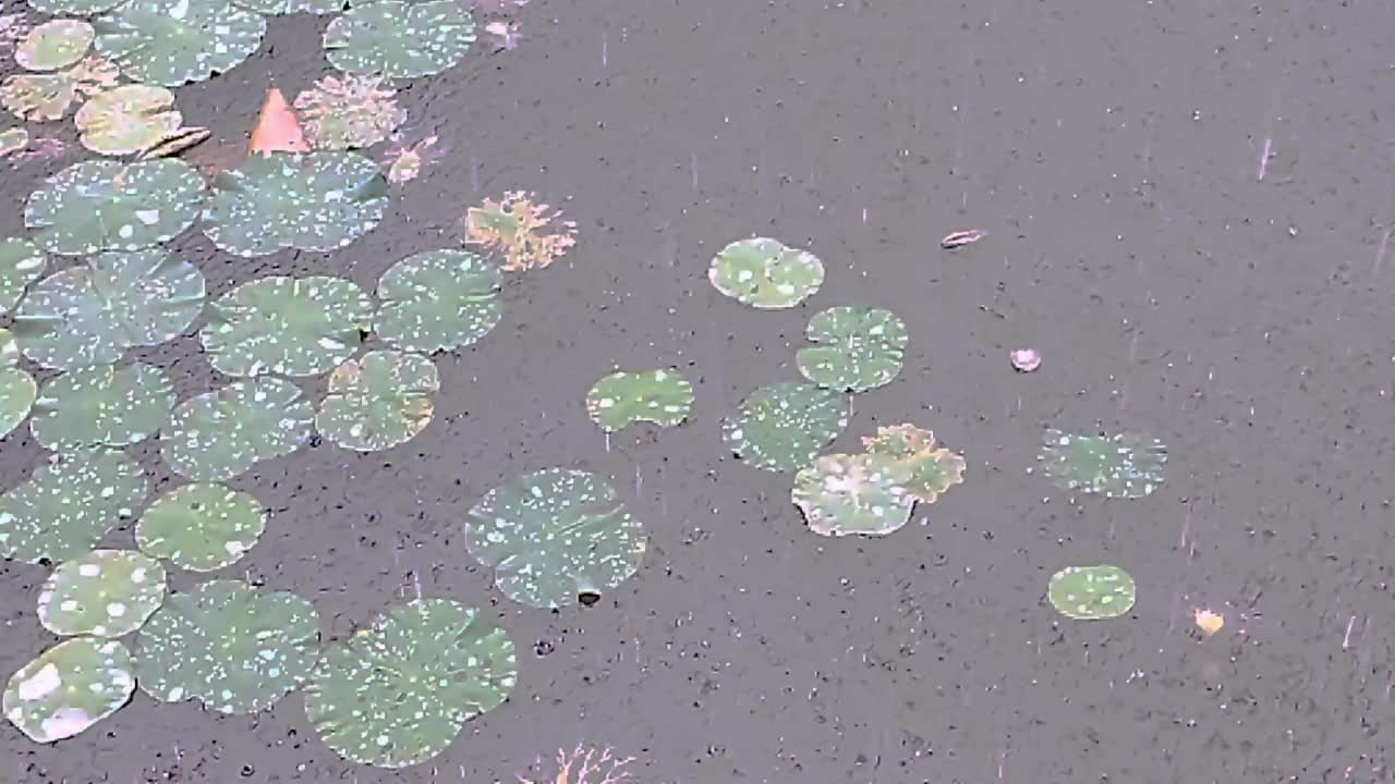 缓慢的运动。雨水落在湖面上视频素材