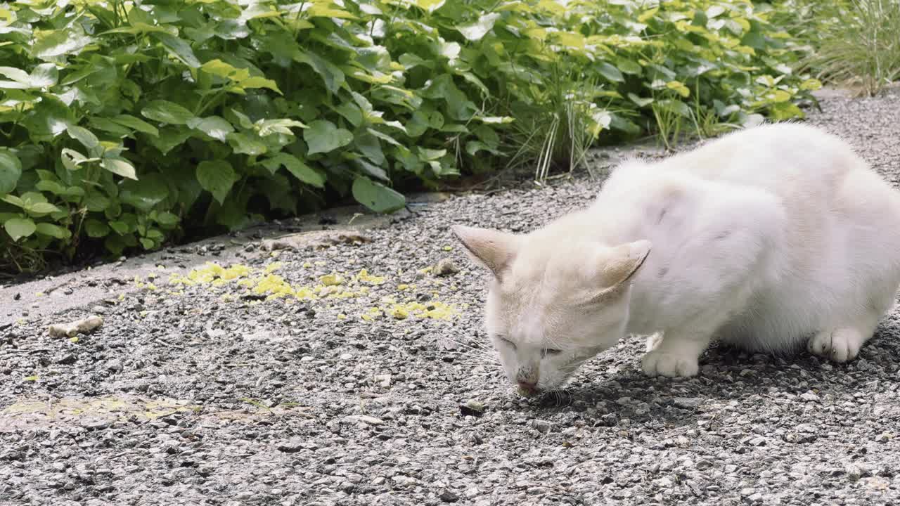 流浪饿猫吃视频下载