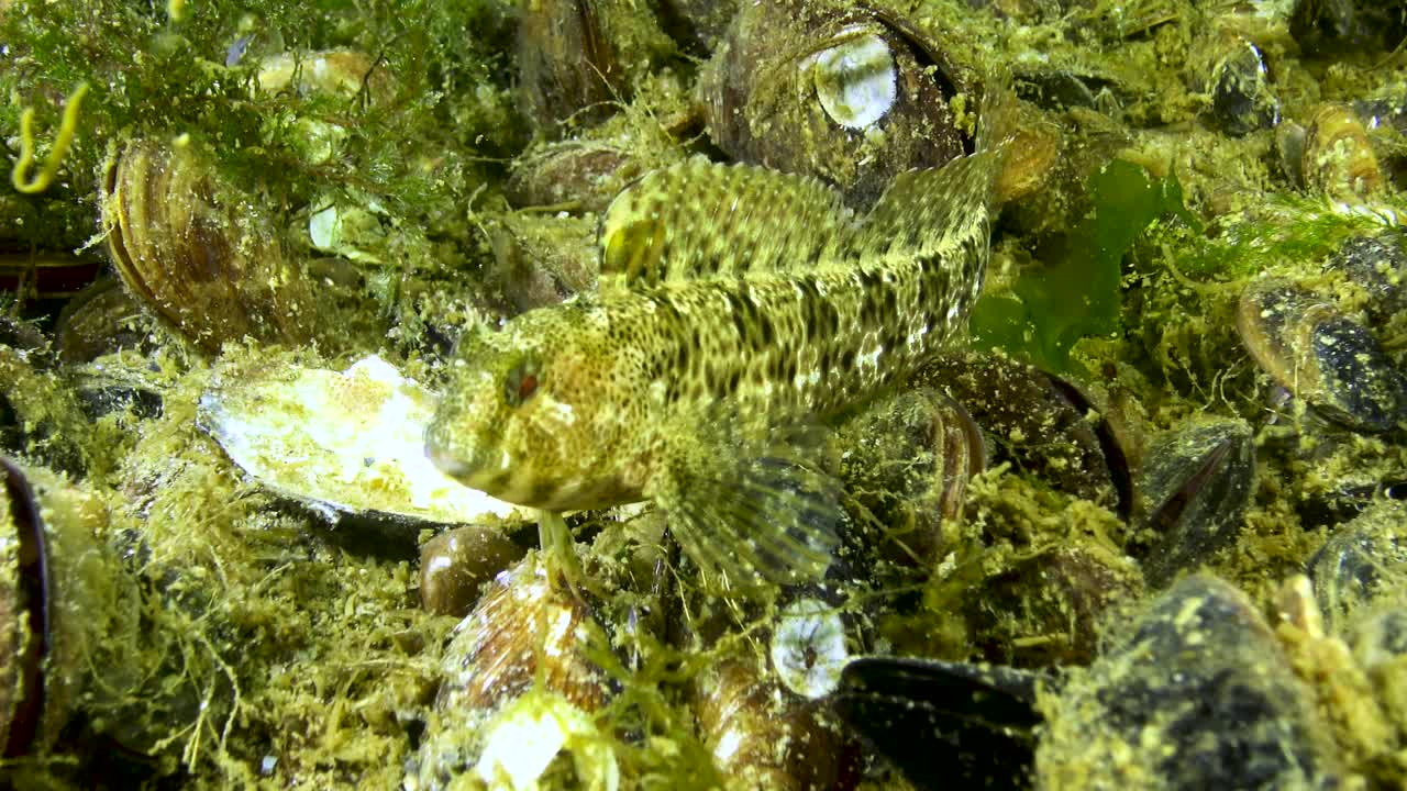 有触须的虫(触手旁虫)。黑海的鱼视频素材