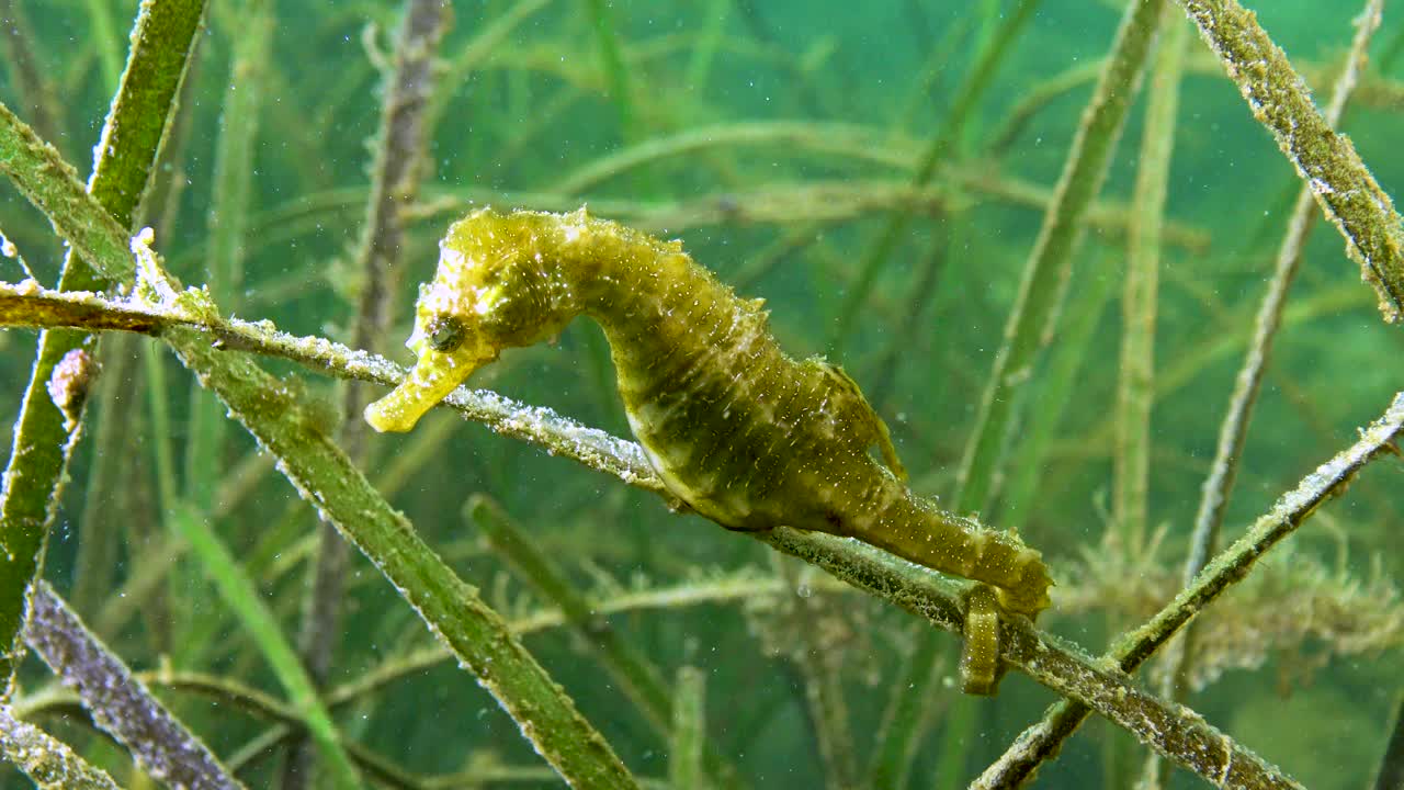 短吻海马(海马)在海草丛生的灌木丛中。黑海。敖德萨湾。视频素材