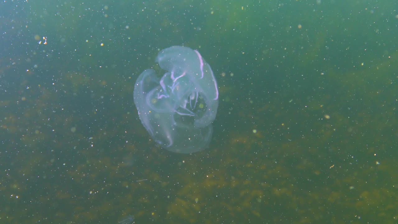 栉水母，梳状入侵者到黑海，水母记忆水母。黑海视频素材