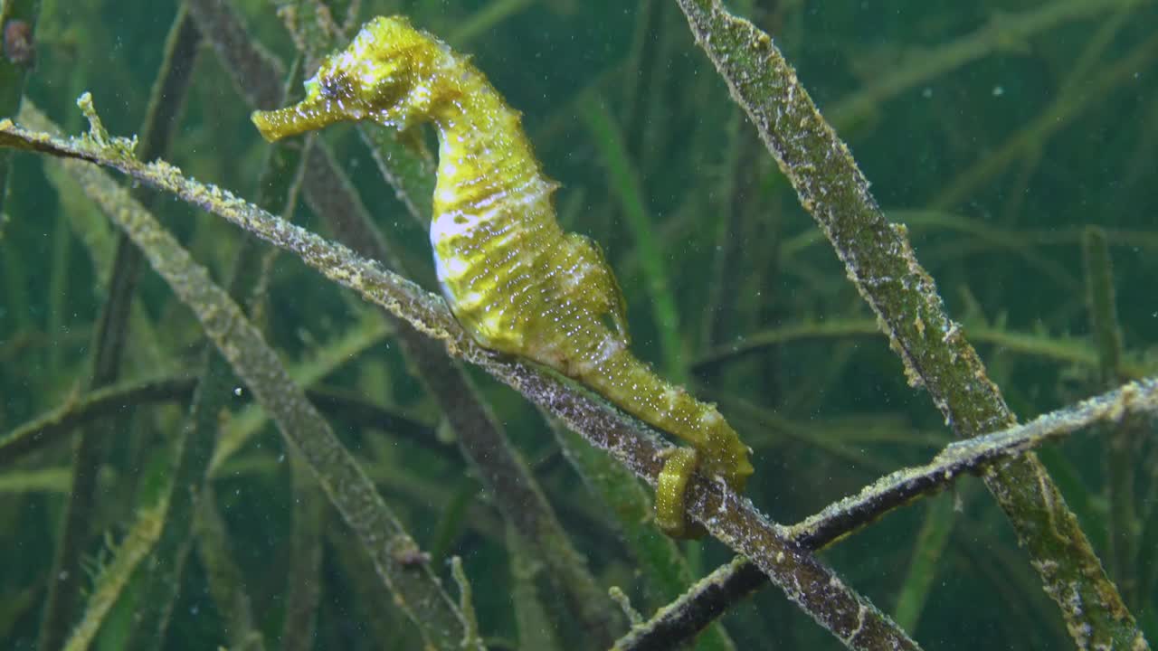 短吻海马(海马)在海草丛生的灌木丛中。黑海。敖德萨湾。视频素材