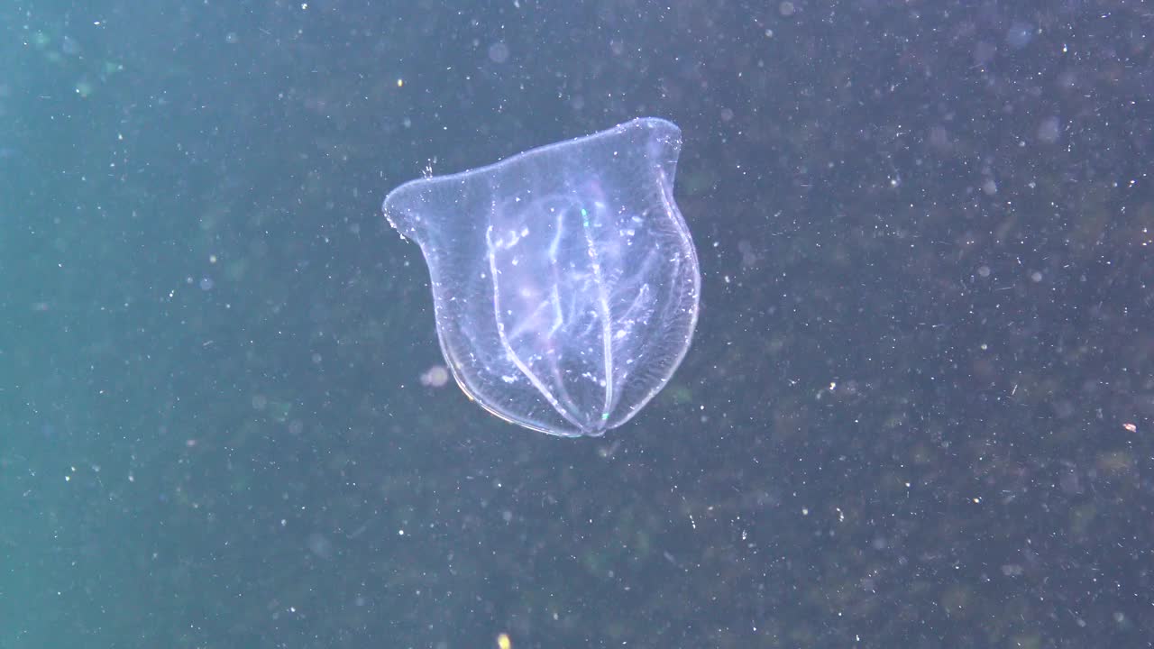 栉水母，掠食性梳状水母，入侵黑海，水母贝罗卵形，吞食海鞘。视频素材