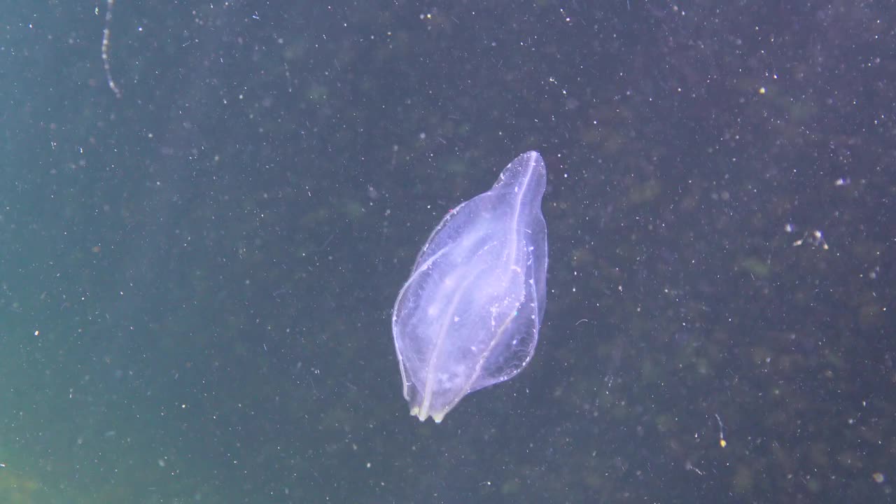 栉水母，掠食性梳状水母，入侵黑海，水母贝罗卵形，吞食海鞘。视频素材