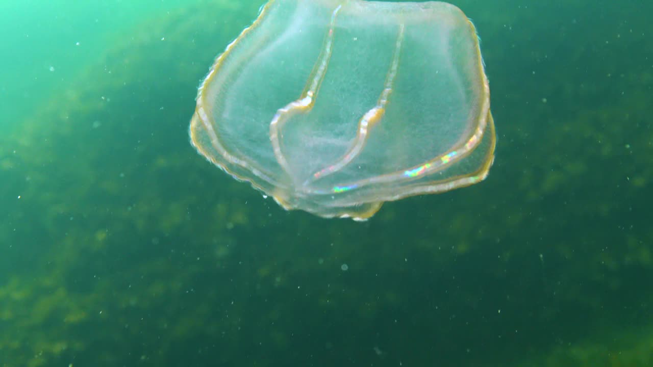 栉水母，掠食性梳状水母，入侵黑海，水母贝罗卵形，吞食海鞘。视频素材