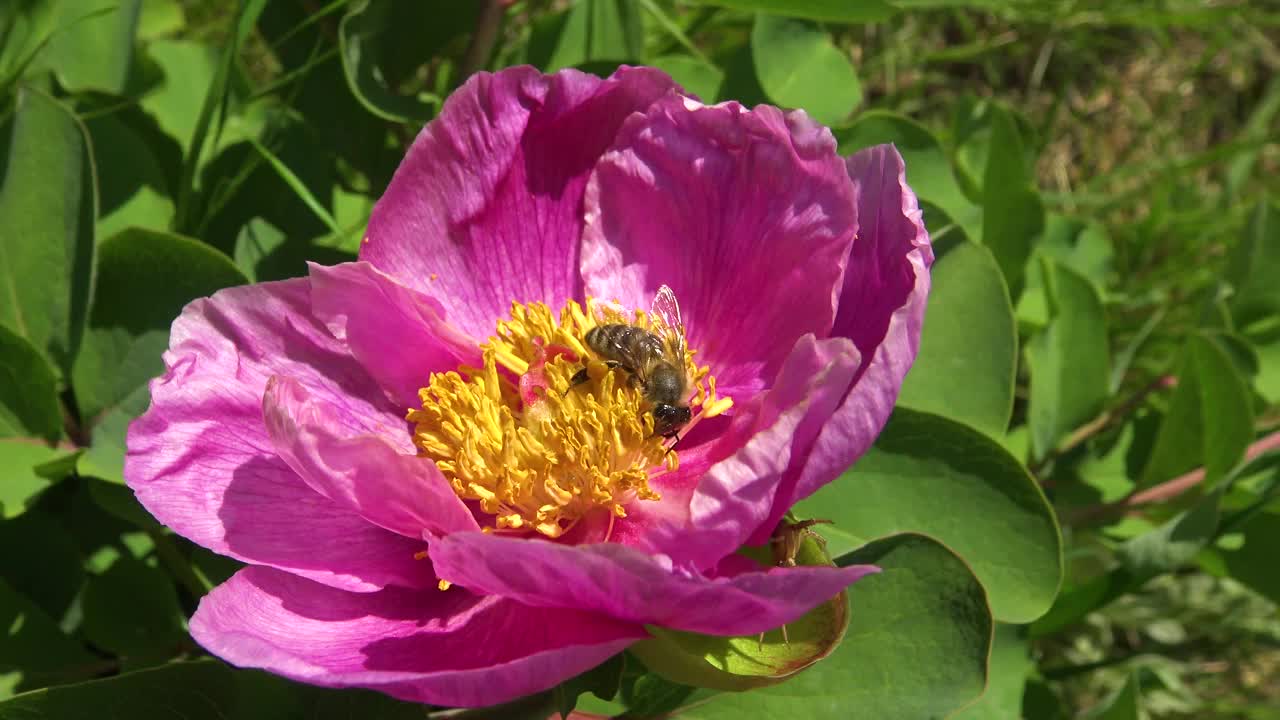 蜜蜂在牡丹树的粉色花朵上采集蜂蜜和花粉视频素材