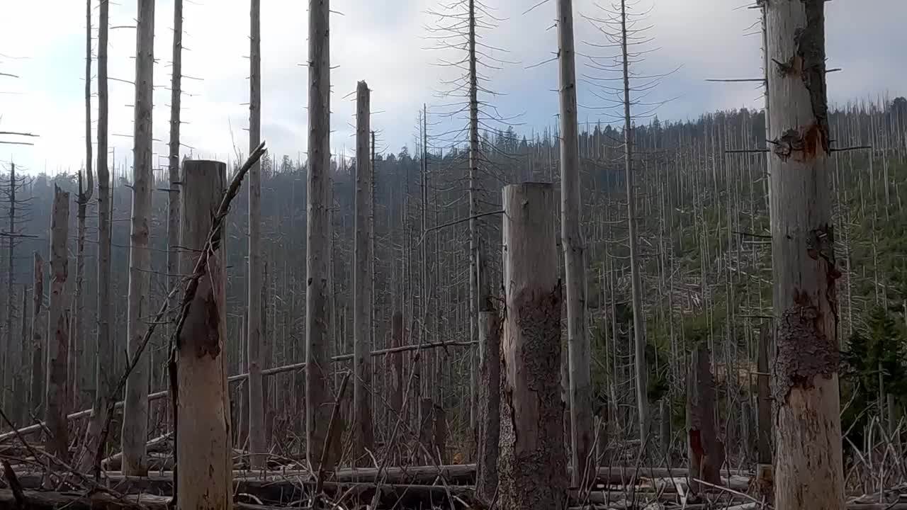 德国布洛肯山下哈茨山脉的枯树视频下载
