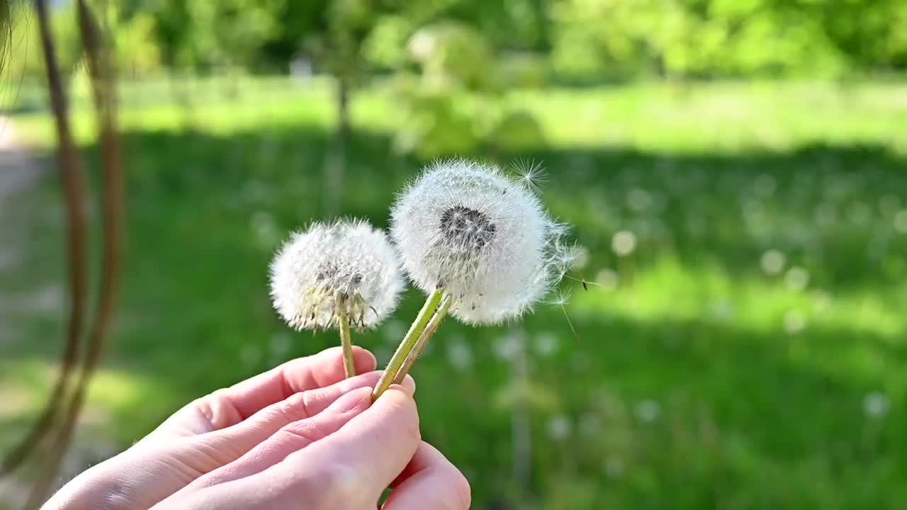 女人对着夕阳吹蒲公英，没有脸。夏天温暖的日子视频下载