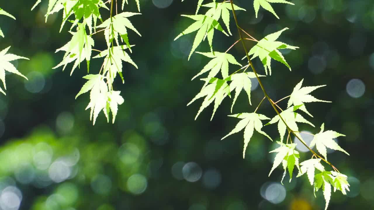 鲜绿的枫树在风中摇曳，阳光透过树洒下，美极了。视频素材