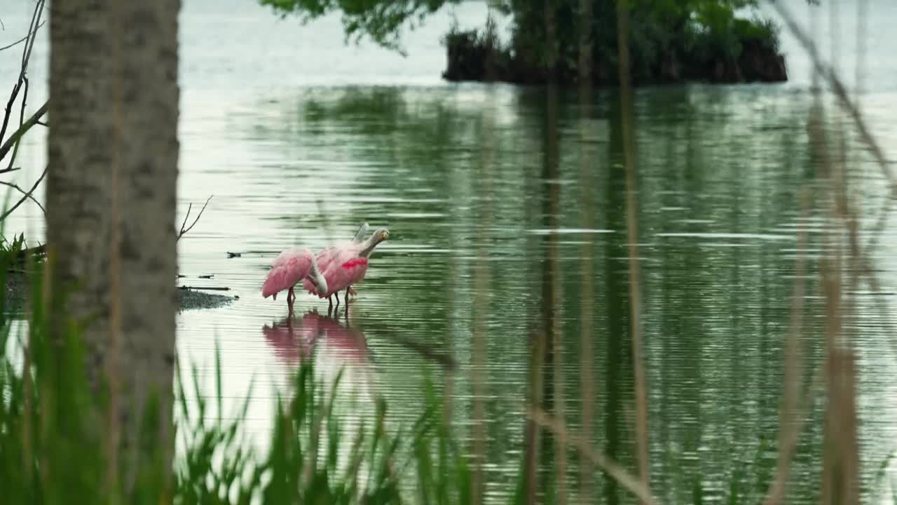 一群琵鹭在静水中梳理羽毛，一只飞离佛罗里达湿地视频素材