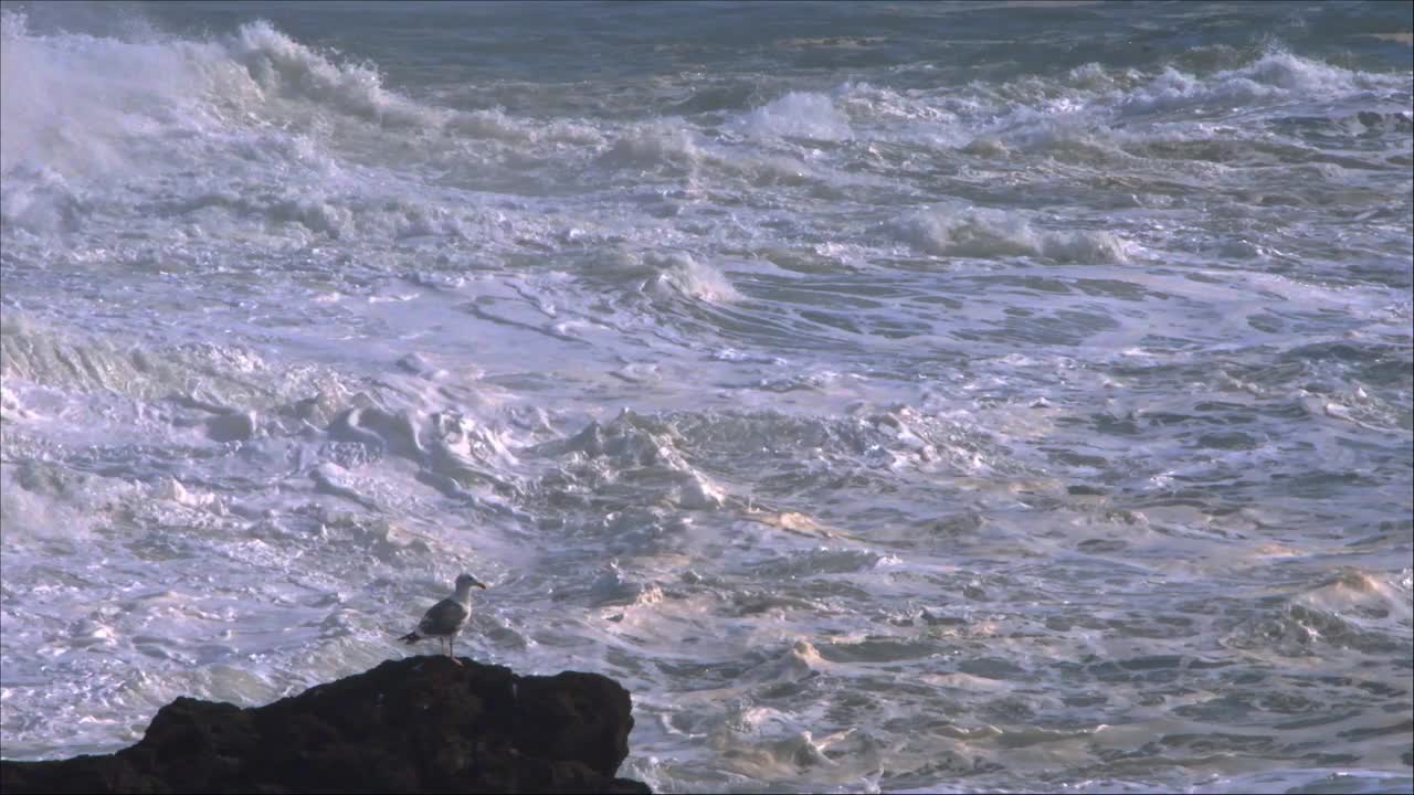 海鸥注视着波涛汹涌的大海视频下载