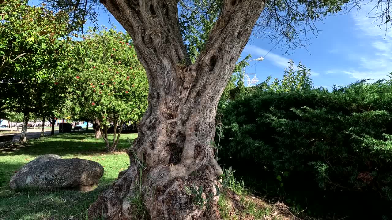 百年橄榄树在公园里经受住了时间的考验视频下载