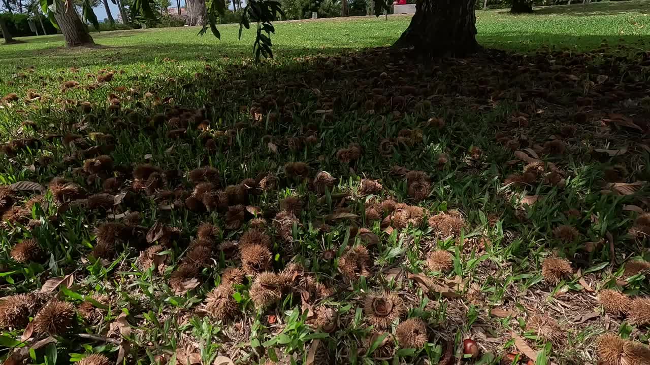 树下满地的栗子和刺猬视频下载