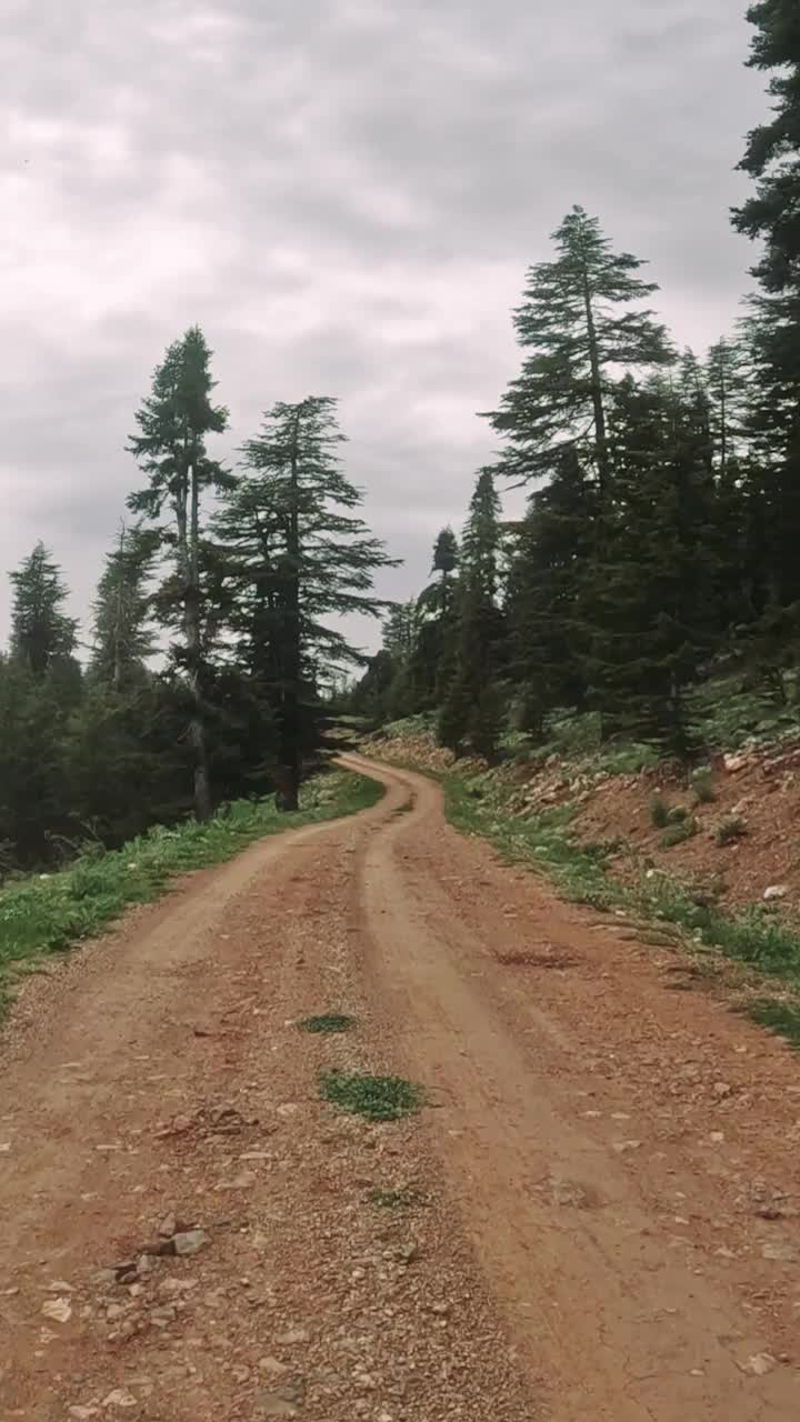 踏上一段迷人的旅程，沿着一条蜿蜒的土路，周围是郁郁葱葱的绿色植物和森林中心高耸的树木视频素材