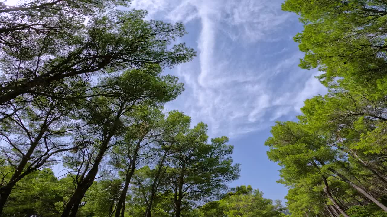 POV BOTTOM UP:风景如画的汽车在芳香的松树的绿色树梢下行驶视频素材