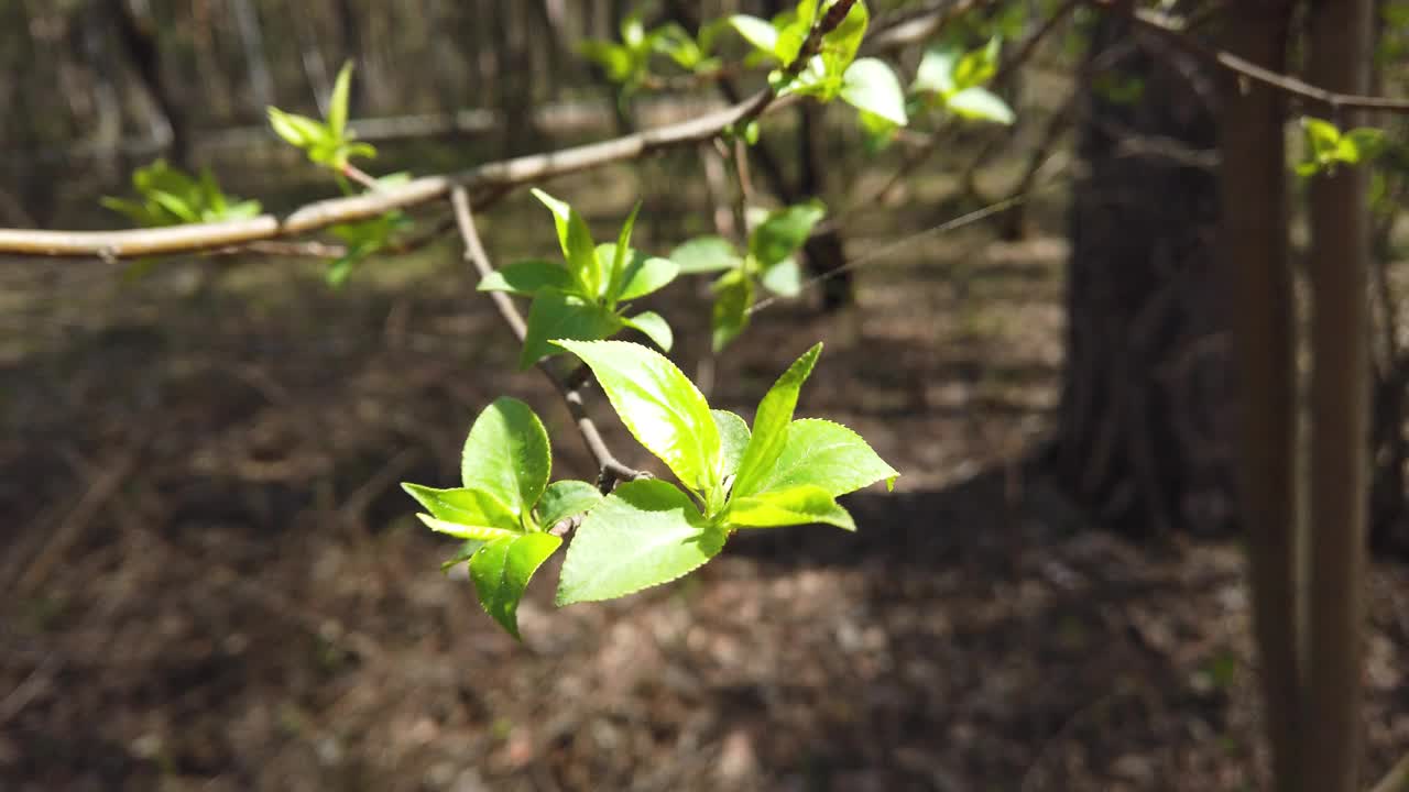 森林里一棵苹果树嫩绿的嫩叶视频下载