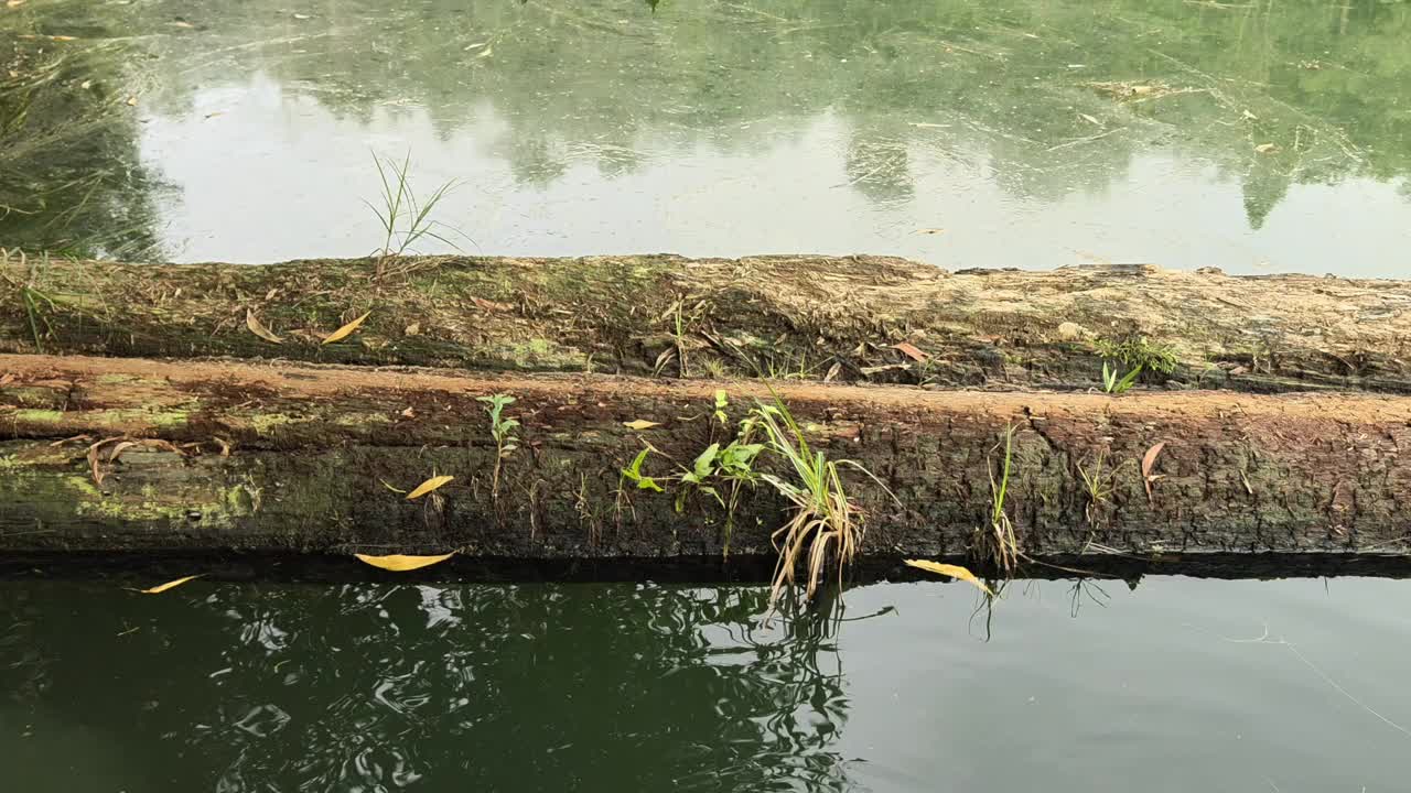 漂浮在森林湖泊上倒下的树木或圆木。视频素材