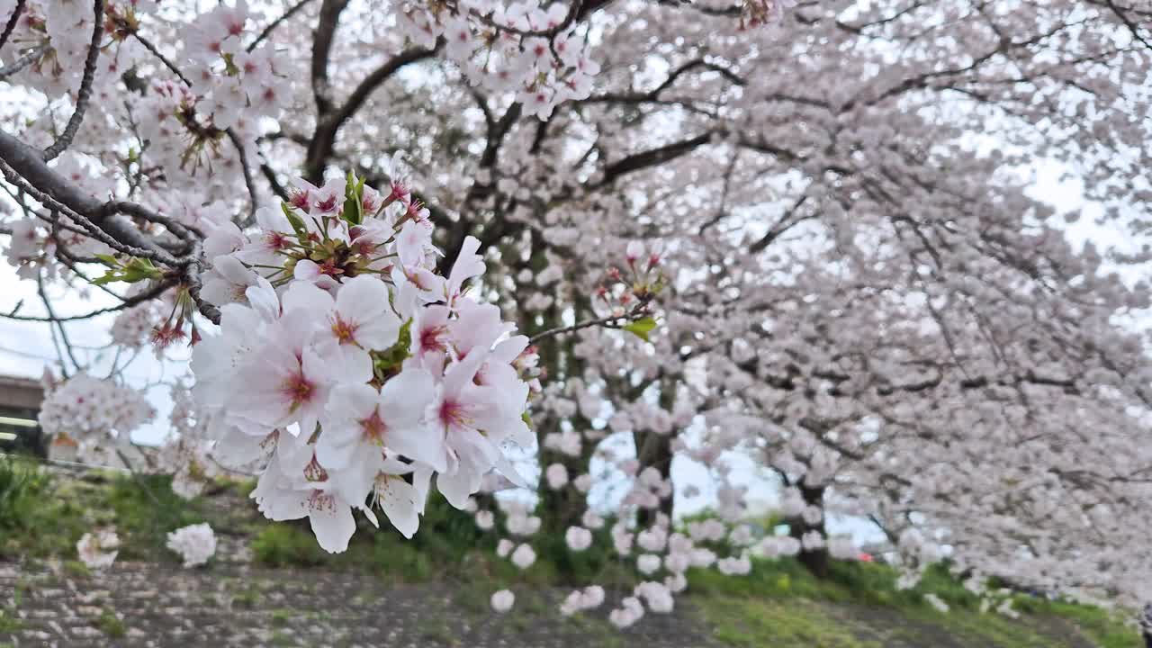 日本每年2月到4月盛开美丽的樱花。在随风摇曳的树上视频素材