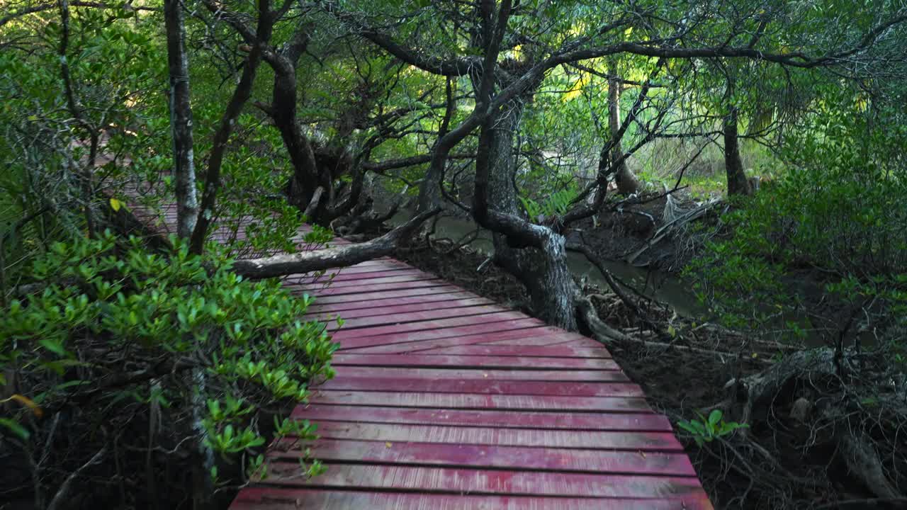 热带雨林红树林中的木制步行道视频素材