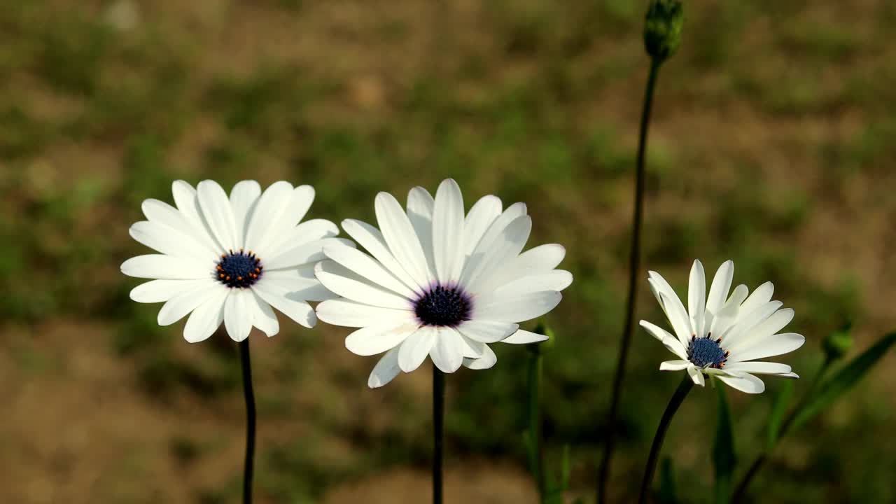 白骨精花植物(非洲雏菊花)视频素材