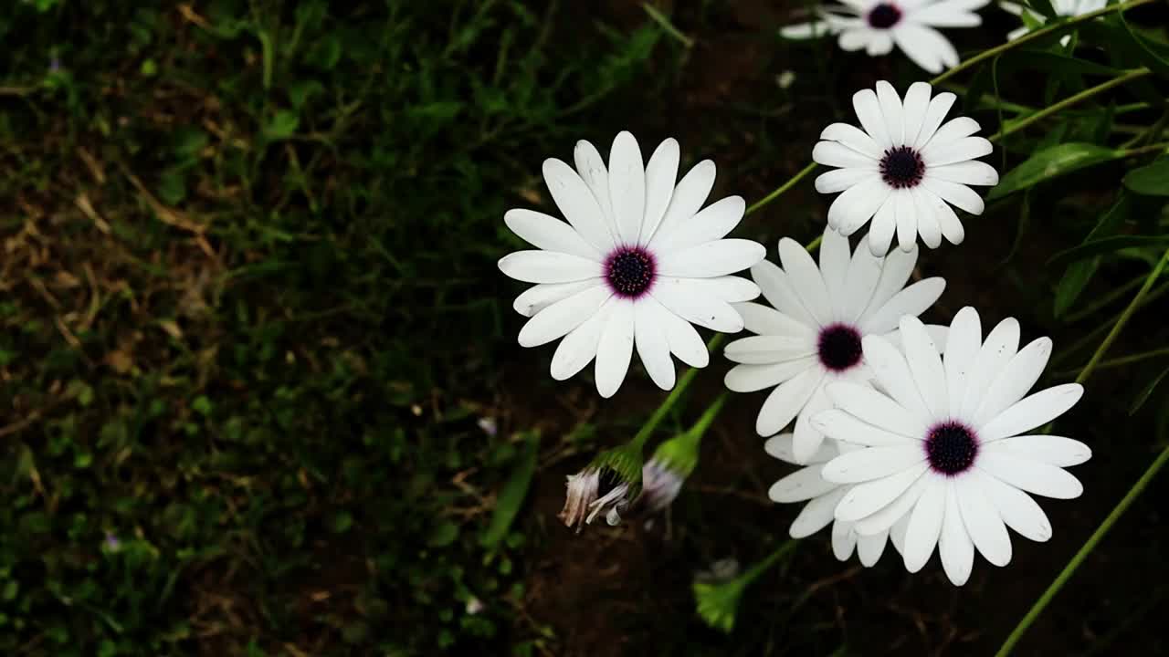 白骨精花植物(非洲雏菊花)视频素材