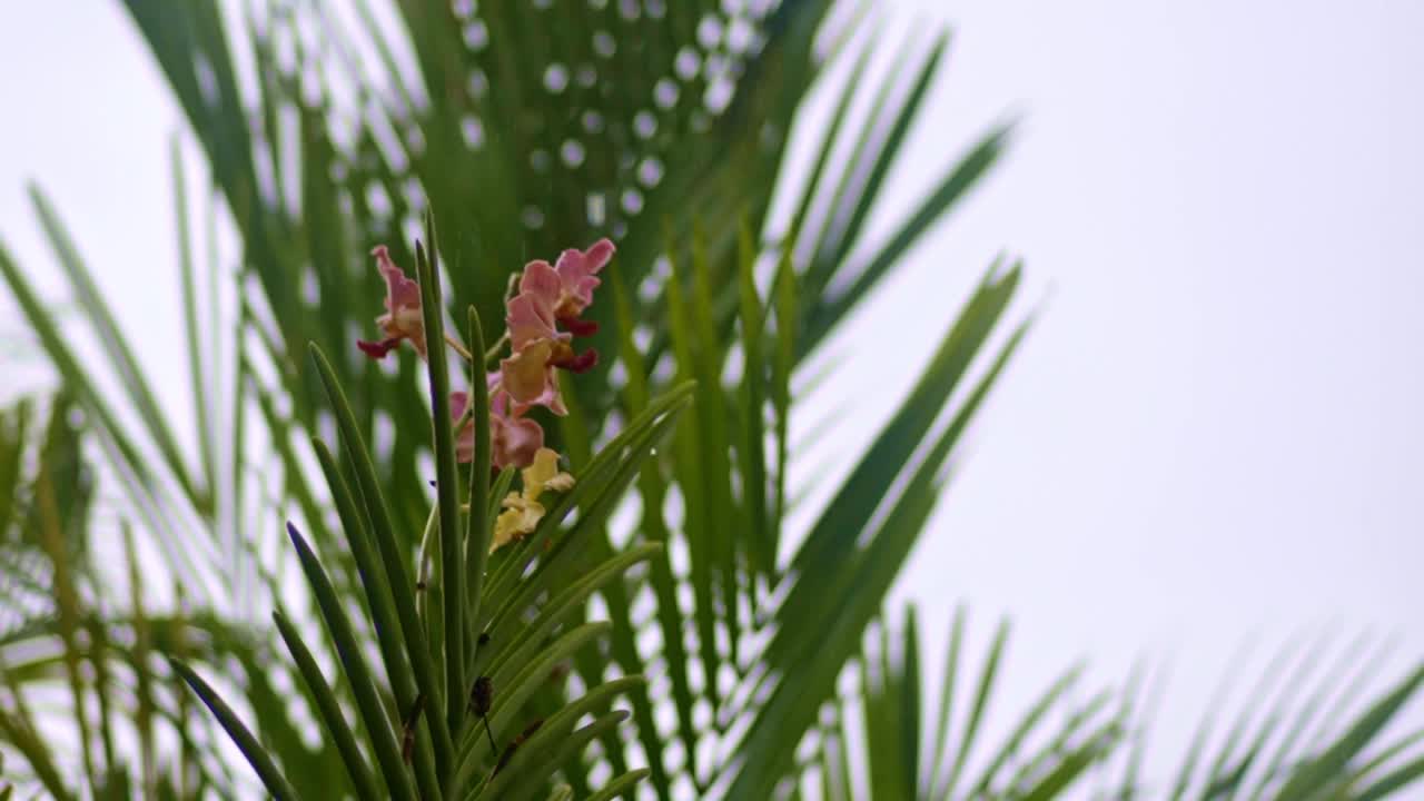 紫玫瑰白黄蛾兰花在棕榈树之间，大雨倾盆，特写放大视频素材