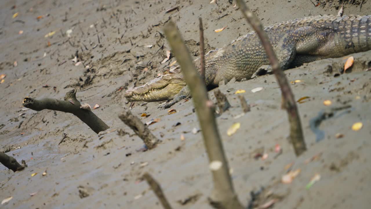 孙德尔本斯红树林中的沼泽鳄鱼视频素材