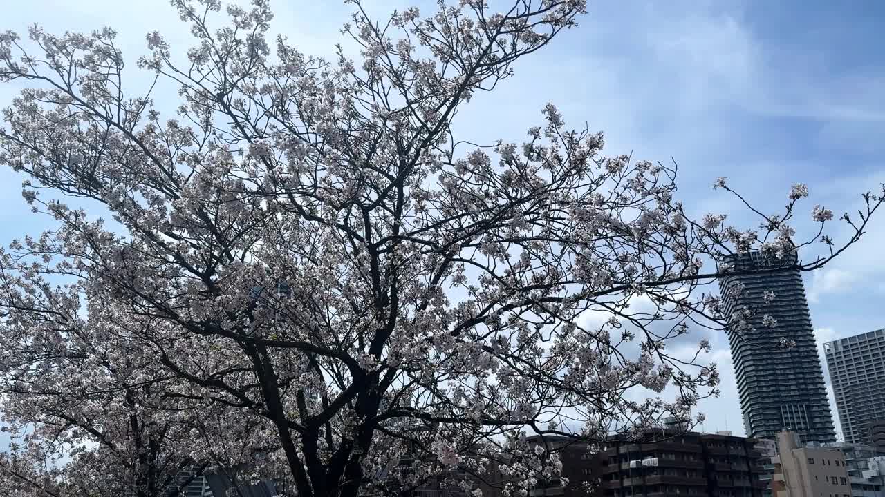 樱花盛开，湛蓝的天空衬托着城市的气息视频素材