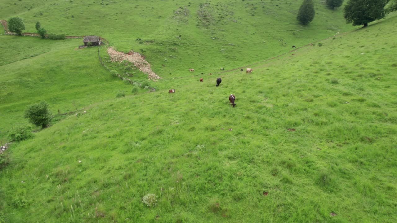 奶牛在生机勃勃的绿色山丘上吃草，有质朴的小屋，宁静的乡村景色，日光，鸟瞰图视频素材