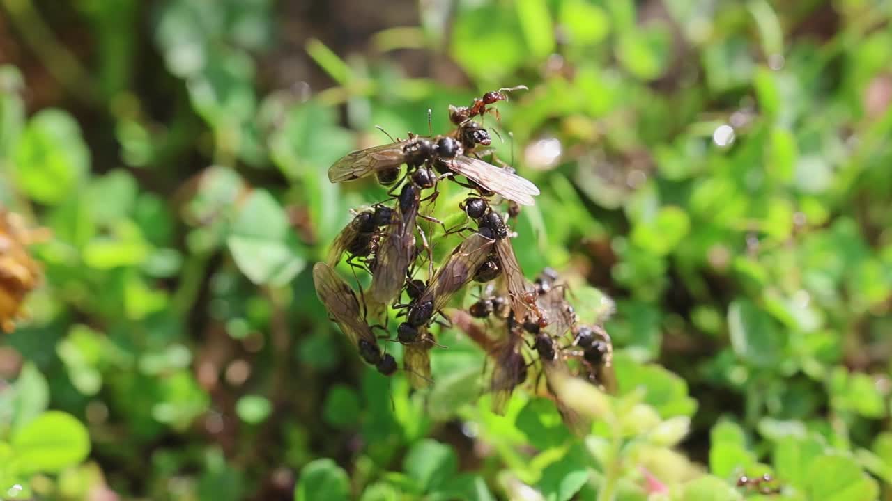 黑飞蚁在植物上爬行视频下载