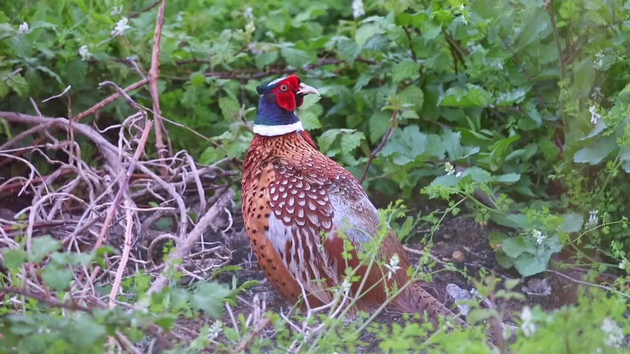 鸟-普通野鸡(Phasianus colchius)自然栖息地的环颈野鸡，野生动物意大利，欧洲视频下载