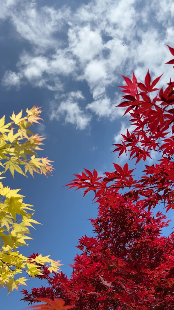 枫叶红黄上蓝天，垂影。视频素材