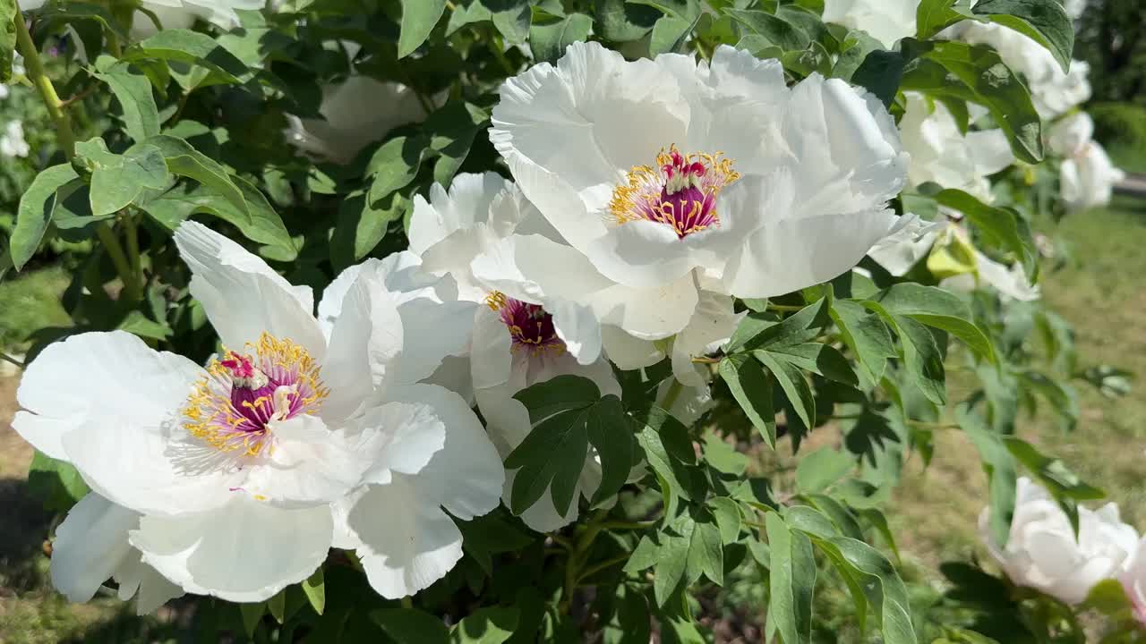 芍药花白色，芍药树为芍药灌木。视频素材