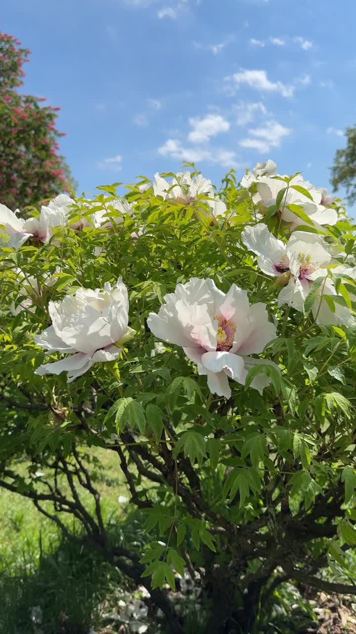 芍药是芍药的灌木，白色的花在花园里，垂直视频。视频素材