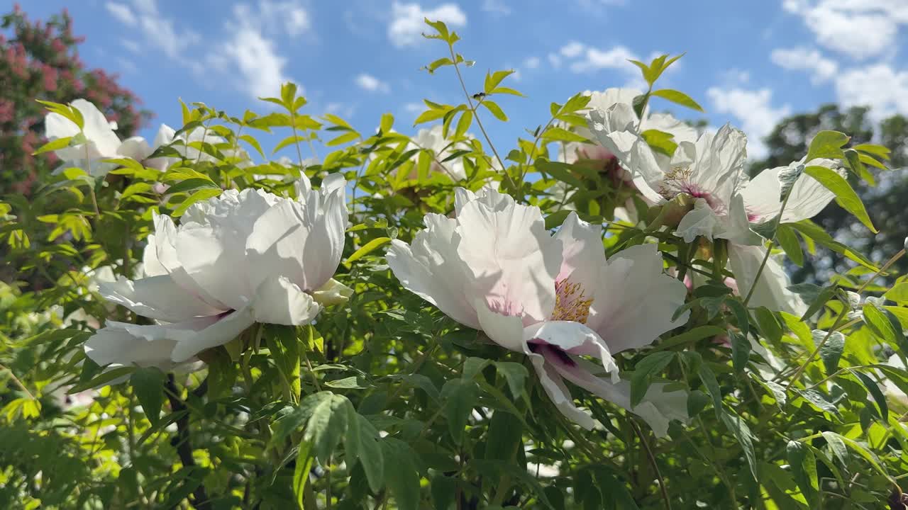 花园里的牡丹树灌木，开着白花。视频素材