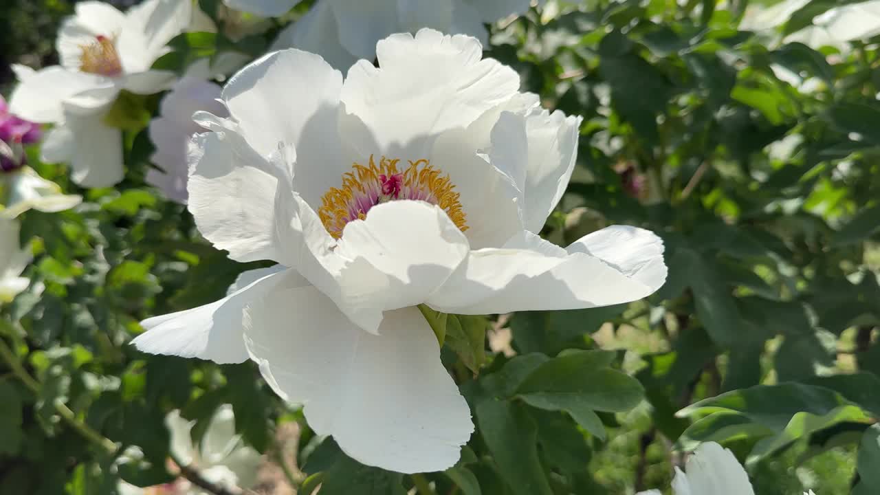 白色牡丹花芍药。视频素材