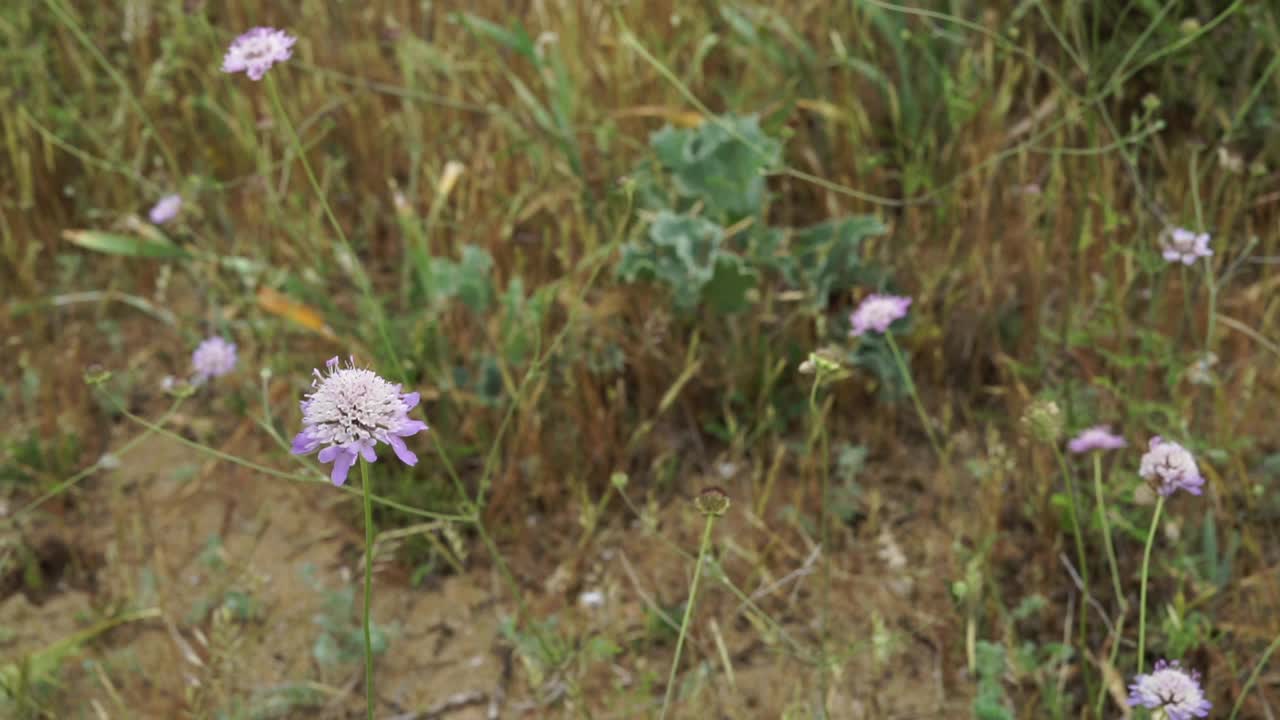 一片紫色的花丛，背景中点缀着几朵棕色的花视频素材