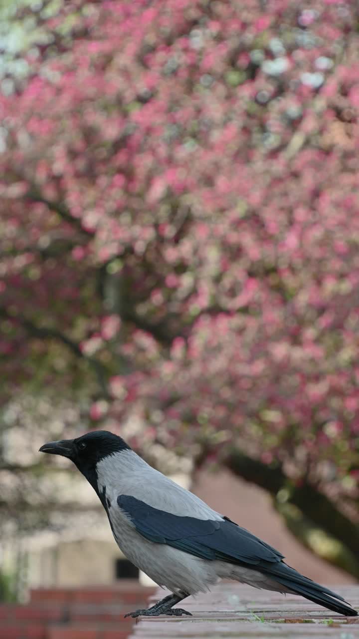 带帽乌鸦(Corvus cornix)，特写。烫乌鸦或连帽衫。视频素材