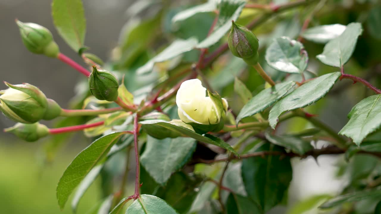 美丽的白色未开放的野玫瑰花在一个废弃的花园与绿色的叶子视频素材