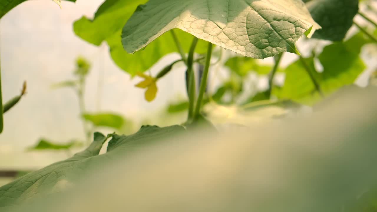 黄瓜在温室里生长。有选择性的重点。大自然。视频素材