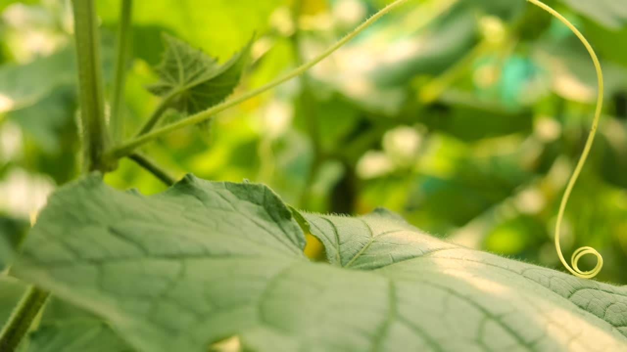 黄瓜在温室里生长。有选择性的重点。大自然。视频素材