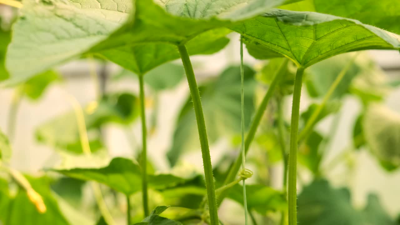 黄瓜在温室里生长。有选择性的重点。大自然。视频素材